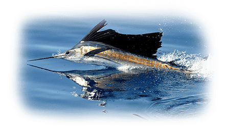 World Class Sport Fishing
